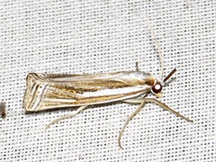 Ancylolomia prepiella