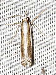 Ancylolomia prepiella