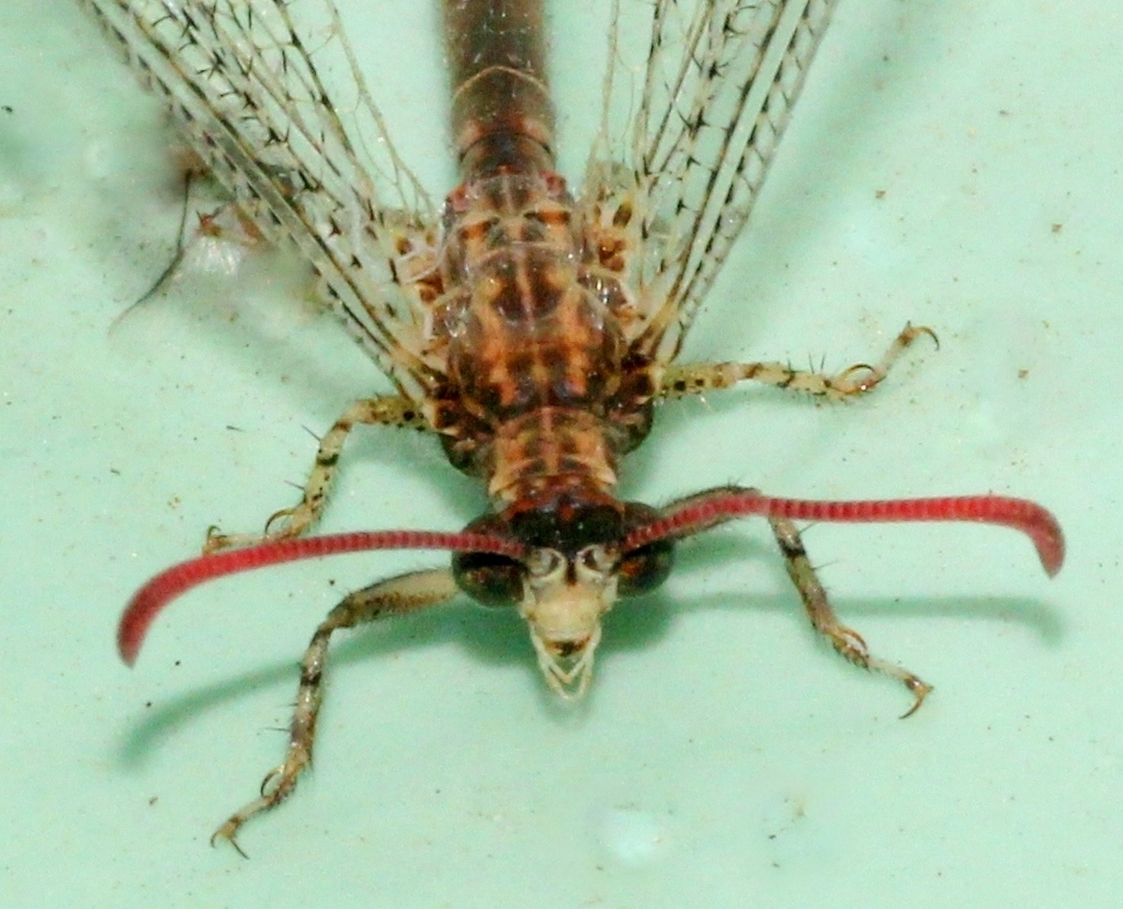 Distoleon verendus