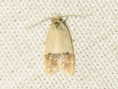 Odites natalensis