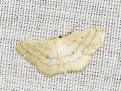 Scopula spoliata