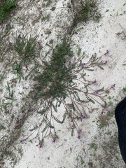 Astragalus distortus engelmannii