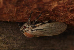 Aetalion reticulatum