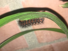 Lepidoptera