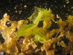 Ulva fasciata