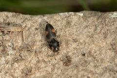 Cardiophorus biguttatus