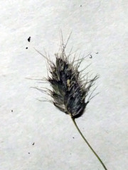 Alopecurus vaginatus