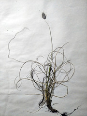 Alopecurus vaginatus