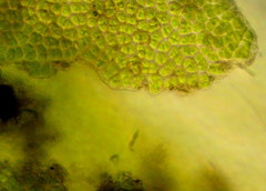 Ulva fasciata