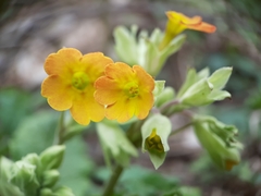 Primula veris