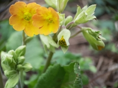 Primula veris