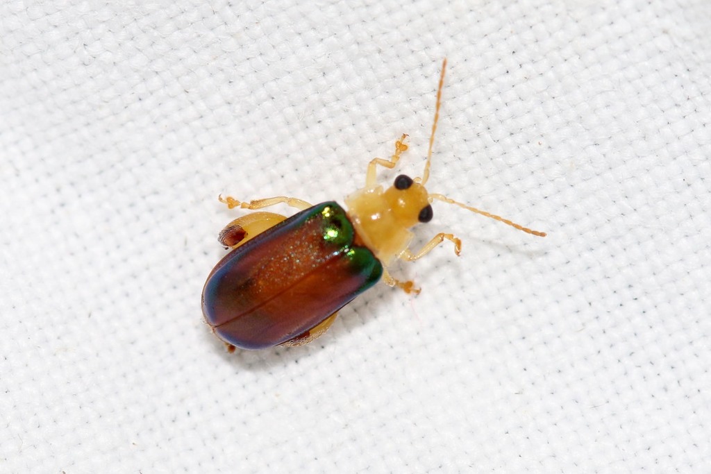 Physonychis