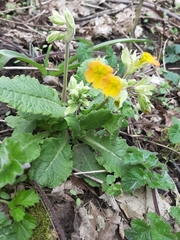 Primula veris