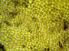 Ulva fasciata