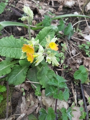Primula veris