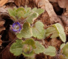 Veronica triloba