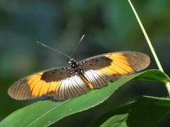 Pseudacraea eurytus eurytus