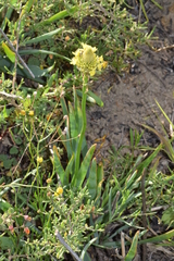 Bulbine narcissifolia