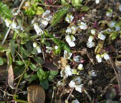 Draba verna