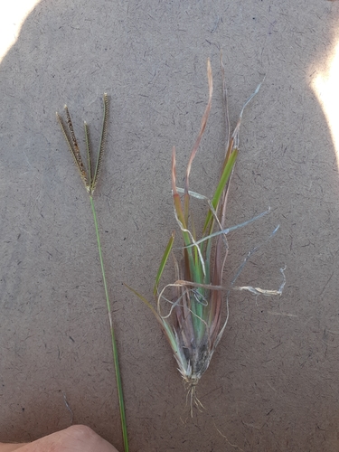 Caribbean fingergrass (Eustachys paspaloides)