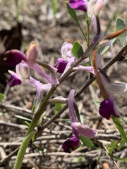 Anacamptis morio longicornu