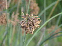 Schoenoplectus scirpoides