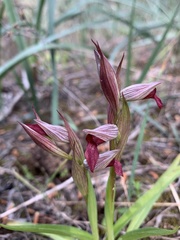 Anacamptis morio longicornu