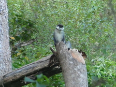 Cercopithecus ascanius schmidti