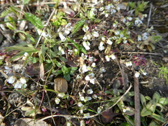 Draba verna