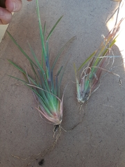 Eustachys paspaloides