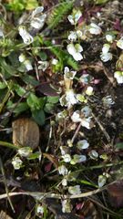 Draba verna