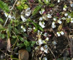 Draba verna