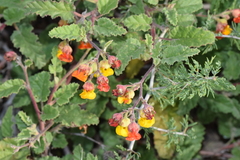 Hermannia althaeoides