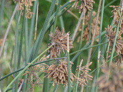 Schoenoplectus scirpoides