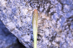 Equisetum diffusum