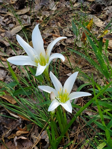 Zephyranthes atamasco image