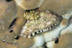 Pteriidae