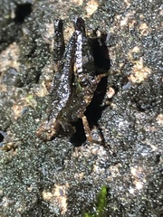 Batrachidea