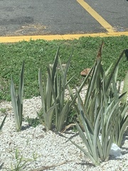 Sansevieria trifasciata