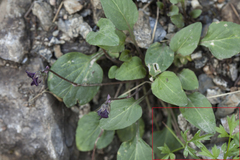 Sphaenolobium tianschanicum