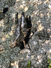 Batrachidea