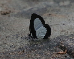 Psychonotis piepersii