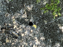 Batrachidea