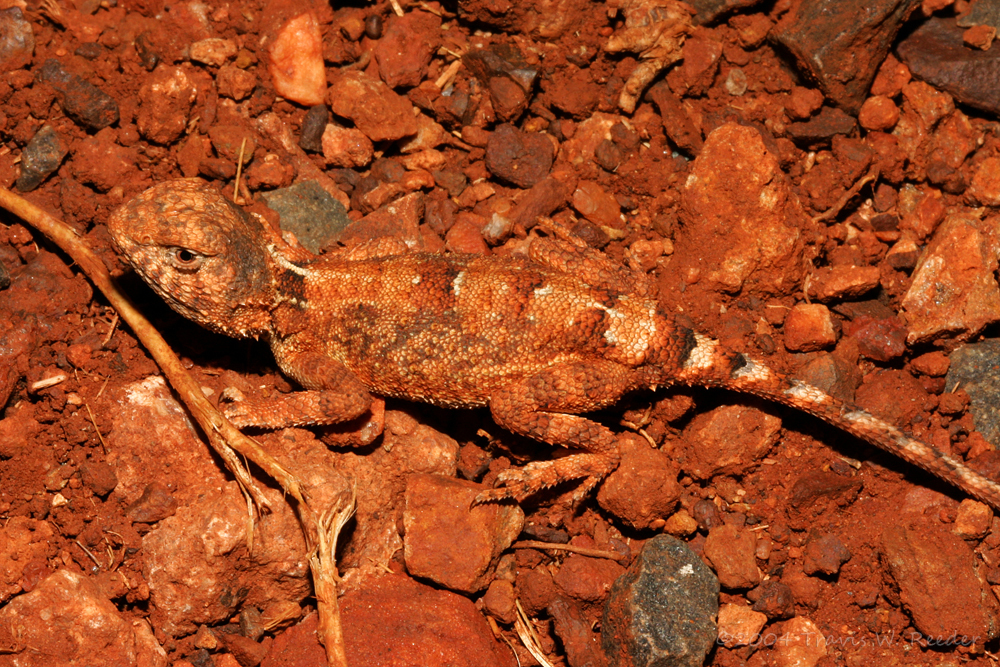 Blotch-Tailed Earless Dragon