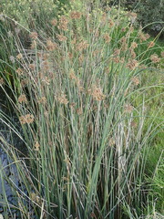 Schoenoplectus scirpoides