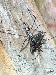 Hiranetis