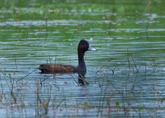 Netta erythrophthalma