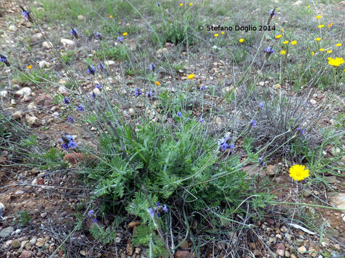 Lavandula multifida image