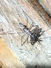 Hiranetis