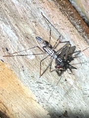 Hiranetis